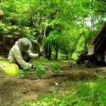 畑キャンプの醍醐味　ちいさな収穫！ハーブサラダとささみのレモン照り焼き