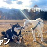 【豆キャン】大自然で愛犬とキャンプが最高なのでオススメ