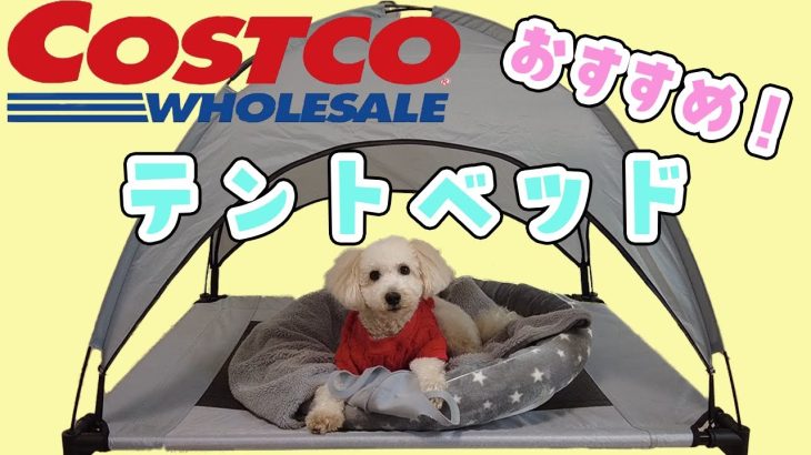 【コストコ おすすめ】愛犬お気に入りテントベッドを紹介します【犬 テント】【犬 キャンプ】
