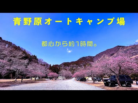 【青野原オートキャンプ場(紹介)】桜がきれいすぎた。最近では珍しい予約不要のキャンプ場［神奈川県］