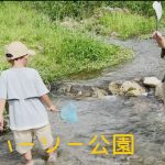 【沖縄キャンプ場】北部の田空ハーソー公園。川あり！動物あり！公園あり！ファミリー向けのキャンプ場で川エビを食らう。