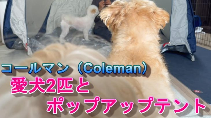 愛犬とキャンプ用にコールマンのおすすめポップアップテントを購入した。【Bought a camping pop-up tent for my dog.】