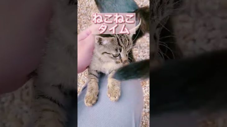 【キャンプ飯】チーズおつまみ柿ピー編！ #shorts