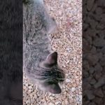 【キャンプ飯】チーズおつまみビーフジャーキー編！#shorts