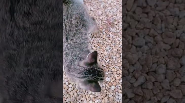 【キャンプ飯】チーズおつまみビーフジャーキー編！#shorts