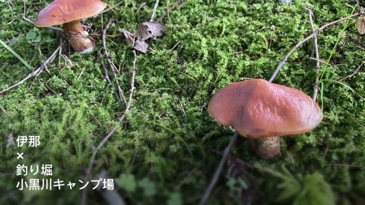 伊那×釣り堀　小黒川キャンプ場