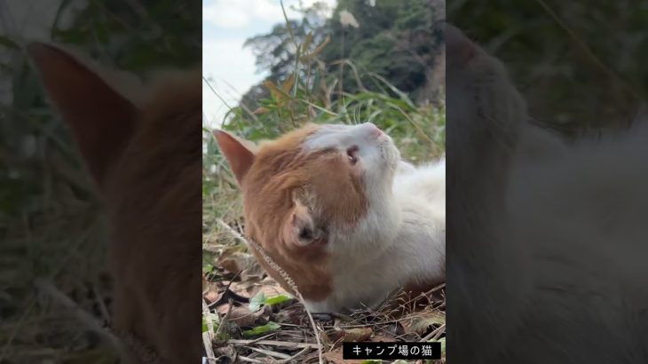 【パロディ】恐怖映像テイストなキャンプ動画（キャンプ場の猫編） #ソロキャンプ #キャンプ #Shorts【チャンネル登録お願いします】