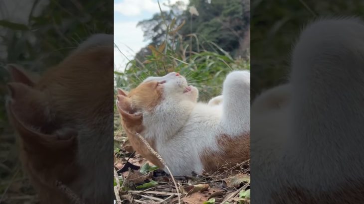 【ソロキャンプ】無人島のようなロケーションのキャンプ場で巨大な流木から薪作り #ソロキャンプ #キャンプ #Shorts【チャンネル登録お願いします】