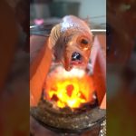 【七輪】のどぐろの炭火焼がうますぎる！　#asmr #seafood #bbq