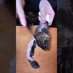 【七輪】カサゴの炭火焼きがうますぎる！　#seafood #asmr #魚捌き