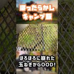 ほったらかしキャンプ飯〜丸ごと玉ねぎスープ〜 #shorts