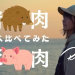 【女子ソロキャンプ】イノシシのお肉とブタのお肉をダッチオーブンで料理して食べ比べたら。。