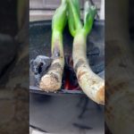 究極のねぎ焼き#shorts #ねぎ #バーベキュー