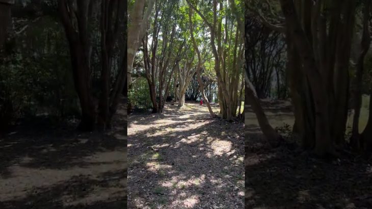 【キャンプ場】リゾート大島に新たなサイト『林間サイト』が登場するらしい