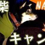 【北関東のおすすめキャンプ場】NAPiで愛犬とオートキャンプをゆっくり満喫／4K