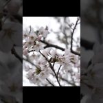 桜が綺麗大野山おすすめ【大野アルプスランドキャンプ場】兵庫県川辺郡猪名川町でドローン空撮旅