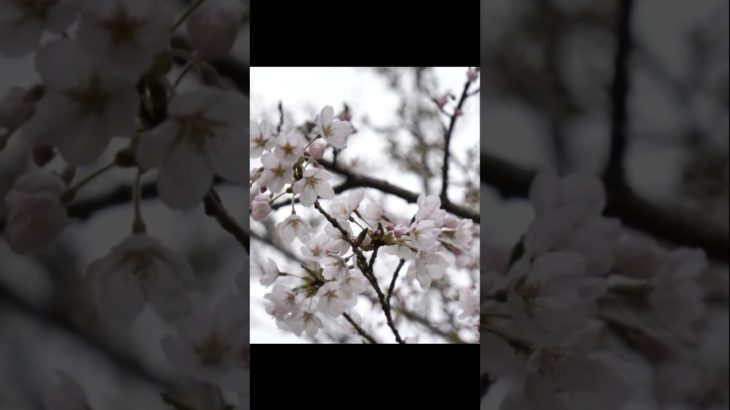 桜が綺麗大野山おすすめ【大野アルプスランドキャンプ場】兵庫県川辺郡猪名川町でドローン空撮旅