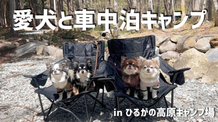 【犬連れキャンプ】愛犬と岐阜の人気キャンプ場に車中泊キャンプに行ってきました！！