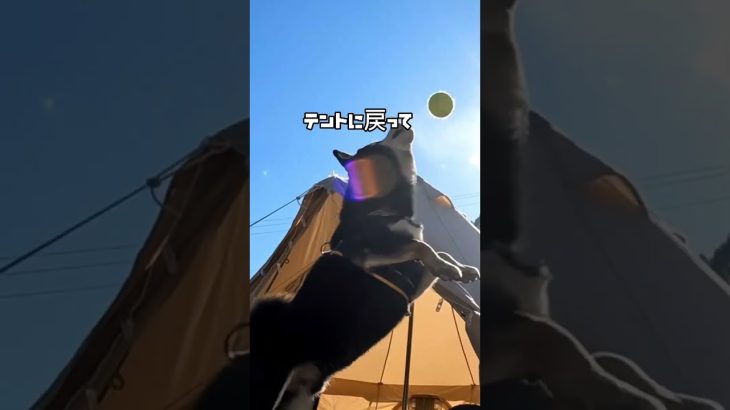 犬連れにおすすめのキャンプ場