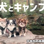 【キャンプ】犬連れキャンプに超おすすめ/プライベート感抜群のサイト　テント/DODエイテント