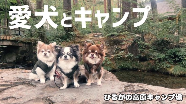 【キャンプ】犬連れキャンプに超おすすめ/プライベート感抜群のサイト　テント/DODエイテント