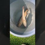 千葉県流山市 釣りのできるおすすめキャンプ場 #社会人の休日