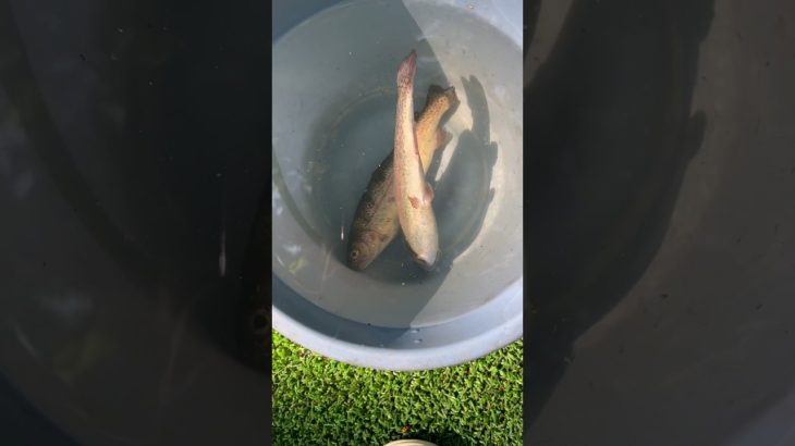 千葉県流山市 釣りのできるおすすめキャンプ場 #社会人の休日