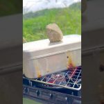 えび盛りチーズピラフ🦐shrimp pilaf  #キャンプ飯 #簡単レシピ #campingfood #田舎暮らし #foodlover