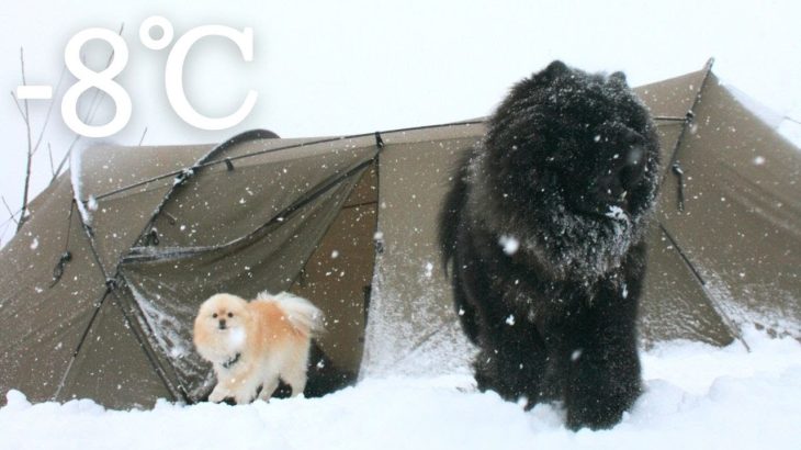 【北海道キャンプ】最低気温-8℃　ポメラニアン冬キャンプデビュー