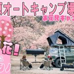 【キャンプ場レビュー】青野原オートキャンプ場レビュー！2024年3月16日時点での桜開花情報をお届け！お花見キャンプにおすすめのキャンプ場です！