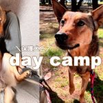 デイキャンプ🐶🏕️珈琲と朝ごはん/保護犬