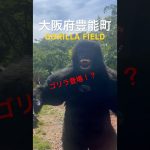 ゴリラに会えるキャンプ場！？大阪府豊能町ゴリラフィールド！#shorts #キャンプ場 #大阪 #おすすめ