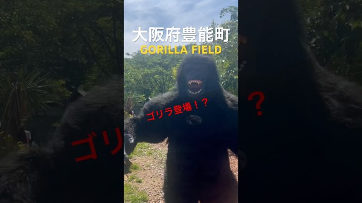 ゴリラに会えるキャンプ場！？大阪府豊能町ゴリラフィールド！#shorts #キャンプ場 #大阪 #おすすめ