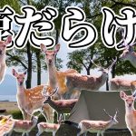 【ソロキャンプ】北海道人気No 1「美笛キャンプ場」で焚き火と絶品キャンプ飯｜支笏湖