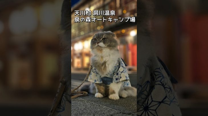 【おすすめ涼しいキャンプ場】#猫とキャンプ #ソロキャンプ #猫との暮らし #天川村