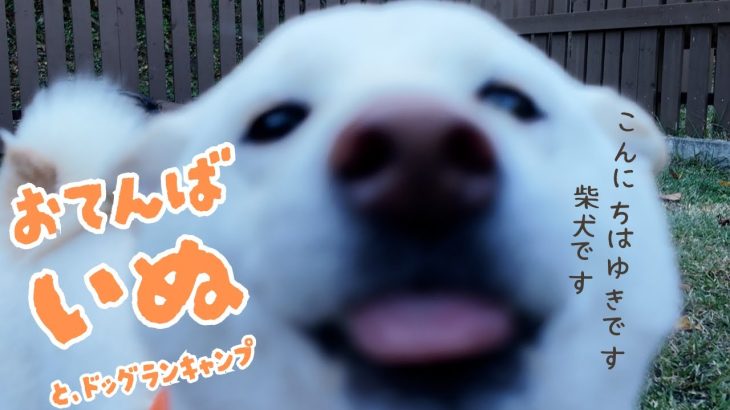 キャンプデビューにおすすめ。柴犬2匹とドッグランサイトでキャンプ満喫！