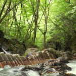 【国の天然記念物】蛇石キャンプ場