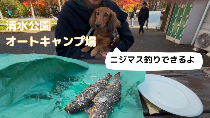 【犬連れキャンプ】清水公園オートキャンプ場 202412