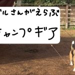 ビーグルさんが選ぶおすすめキャンプ道具春夏編