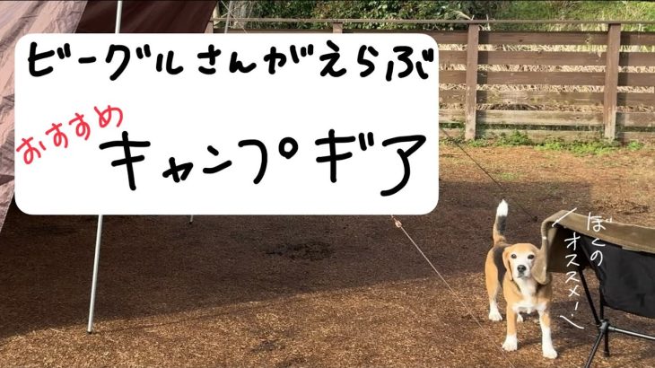 ビーグルさんが選ぶおすすめキャンプ道具春夏編