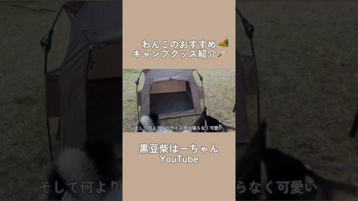 愛犬家におすすめ！犬のキャンプグッズ紹介🏕️✨ ┈┈┈┈┈┈┈┈┈┈┈┈┈┈┈┈┈┈よかったらチャンネル登録もお願いします◡̈𖧡#犬のいる暮らし#柴犬#豆柴 #黒柴 #豆柴はるの成長記
