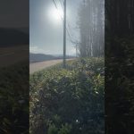 森キャンプの朝【Forest camp morning】