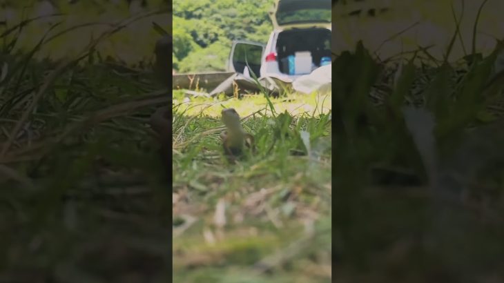 キャンプ場にいた小さいトカゲ(去年の動画)#vlog #2024 #shorts