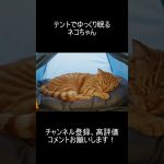 【AI動物観察】テントでゆっくり眠るネコちゃん #shorts #animals #ai #aianimals #cat #癒し #ネコ  #かわいい #おすすめ #テント #キャンプ
