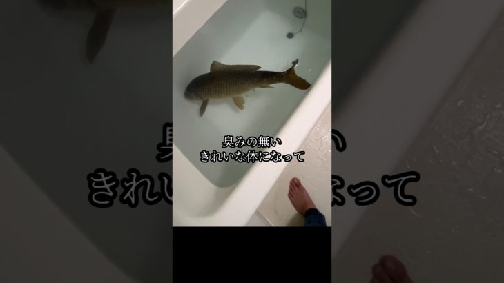 風呂でコイを泥抜きして鯉こく味噌ラーメンを作ってみたかった #ヘビさんのアウトドア日誌