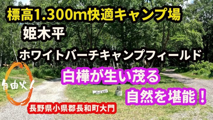 【キャンプ場紹介】姫木平ホワイトバーチキャンプフィールド　長野県小県郡長和町大門3515-33
