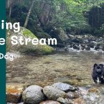 【真夏の癒し】渓流キャンプ×黒ポメ | 道志の森キャンプ場 Camping with My dog  犬と一緒