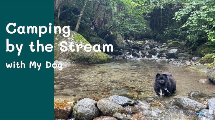 【真夏の癒し】渓流キャンプ×黒ポメ | 道志の森キャンプ場 Camping with My dog  犬と一緒