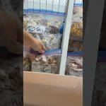 Carnivore Camp Meals for the Trail❤️🏔️🐴 #carnivore #camping #carnivorecampfood #freezedriedfood