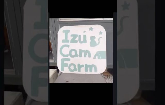 #camping #伊豆おすすめキャンプ場#西伊豆 #キャンプ場紹介 #shorts